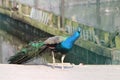 Male peacock between other animals on children farm in Nieuwerkerk aan den IJssel.