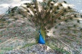 Male peacock, in other name Indian or common peafowl, in Latin Pavo cristatus.