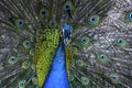 Male peacock in the parc in Turkey, blue and green colours, outdoor