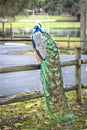 Male Peacock on a Park Fence Feathers Brilliant Bright Royalty Free Stock Photo