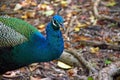 Male peacock
