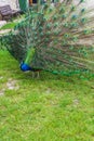 Male of peacock or peafowl (Pavo cristatus) with colorful spread tail-feathers on lawn Royalty Free Stock Photo