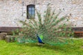 Male of peacock or peafowl (Pavo cristatus) with colorful spread tail-feathers on lawn Royalty Free Stock Photo