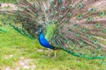 Male of peacock or peafowl (Pavo cristatus) with colorful spread tail-feathers on lawn Royalty Free Stock Photo