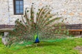 Male of peacock or peafowl (Pavo cristatus) with colorful spread tail-feathers on lawn Royalty Free Stock Photo