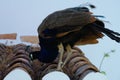 male peacock perched on a rooftop Royalty Free Stock Photo