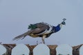 male peacock perched on a rooftop Royalty Free Stock Photo