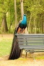 Male peacock perched on a wooden bench facing forward