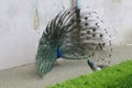 A male peacock performs a courtship display