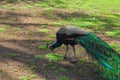 Male peacock picking some food from the ground.