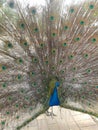 Male peacock posing Royalty Free Stock Photo