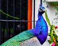 Male peacock posing un front of Windows Royalty Free Stock Photo