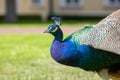 Male peacock profile, Indian peafowl. Colorful bird outdoors. Blurred natural background