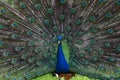 Male Peacock proudly displaying his colorful tail feathers