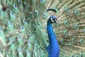 Male Peacock showing his feathers