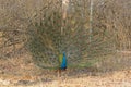 Male Peacock Showing his Full Display in the Forest Royalty Free Stock Photo