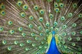 Male peacock showing off Royalty Free Stock Photo