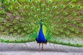 Male peacock showing off his magnificent plumage