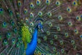 Male peacock showing off its rainbow feathers Royalty Free Stock Photo