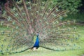 Male peacock showing of it's fan