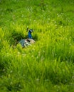 Male peacock sitting in lush green grass and white clover in warm sunlight Royalty Free Stock Photo