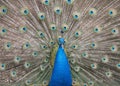 Male Peacock with Spread Feathers in Courting Mode