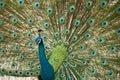 Male peacock spread tail-feathers. Royalty Free Stock Photo