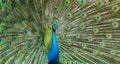 Male peacock spreading its gorgeous tail-feathers