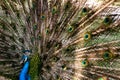 A male peacock spreads its feathers. An African Peacock