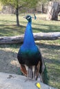 A male peacock standing tall