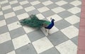 Peacock walking in the park Royalty Free Stock Photo