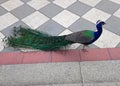 Peacock walking in the park Royalty Free Stock Photo