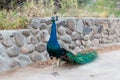 Male peacock walks freely along village street