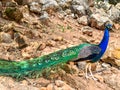 Male peacock, which has very long tail feathers that have eye-like markings Royalty Free Stock Photo