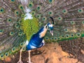 Male peacock, which has very long tail feathers that have eye-like markings Royalty Free Stock Photo