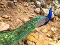 Male peacock, which has very long tail feathers that have eye-like markings Royalty Free Stock Photo