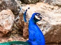 Male peacock, which has very long tail feathers that have eye-like markings Royalty Free Stock Photo