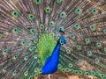 Male peacock, which has very long tail feathers that have eye-like markings Royalty Free Stock Photo