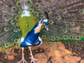 Male peacock, which has very long tail feathers that have eye-like markings Royalty Free Stock Photo