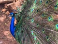 Male peacock, which has very long tail feathers that have eye-like markings Royalty Free Stock Photo