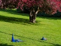 Male peacocks