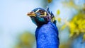 Male Peacock Head detail