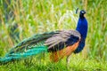 Male Peacock in a field with tall grass