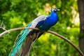 Male Peacock on a ledge with a tree background Royalty Free Stock Photo