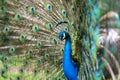 Male peacock bird, Pavo cristatus, squarking with full display tail feathers Royalty Free Stock Photo
