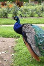 Male Peafowl Royalty Free Stock Photo