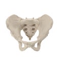 Male Pelvis Skeleton on white. 3D illustration Royalty Free Stock Photo