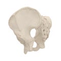 Male Pelvis Skeleton on white. 3D illustration