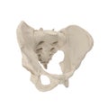 Male Pelvis Skeleton on white. 3D illustration