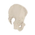 Male Pelvis Skeleton on white. 3D illustration